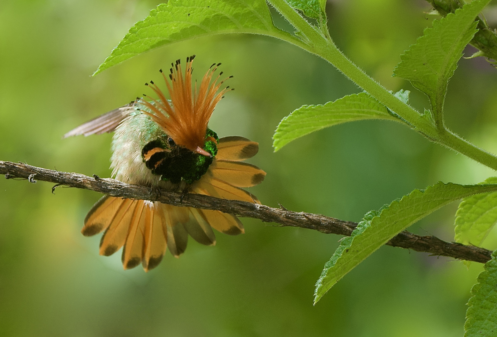 Colibri aus dem Bergregenwald von Peru