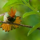 Colibri aus dem Bergregenwald von Peru