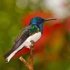 Colibri aus dem Nebelwald von Ecuador