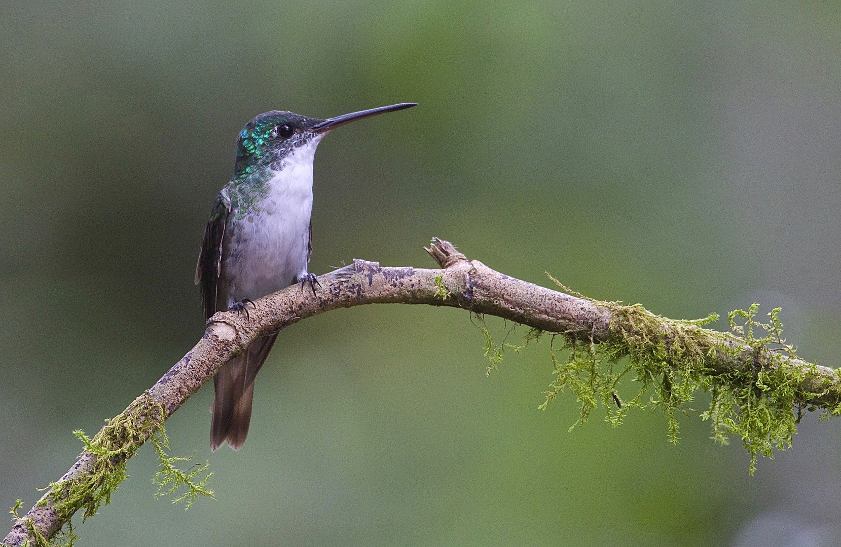 Colibri aus dem Nebelwald von Ecuador