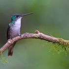 Colibri aus dem Nebelwald von Ecuador