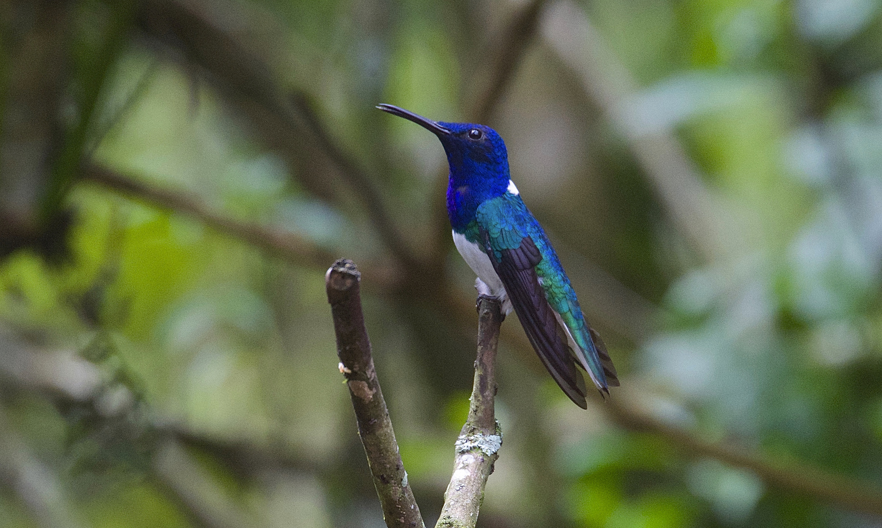 Colibri aus dem Nebelwald von Ecuador