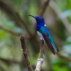 Colibri aus dem Nebelwald von Ecuador