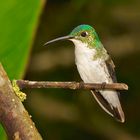 Colibri aus dem Nebelwald von Ecuador