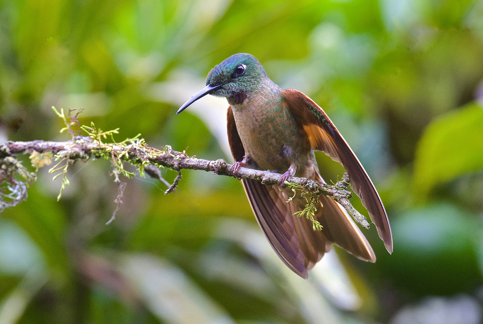 Colibri aus dem Nebelwald von Ecuador