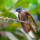 Colibri aus dem Nebelwald von Ecuador