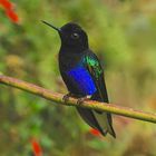 Colibri aus dem Nebelwald von Ecuador