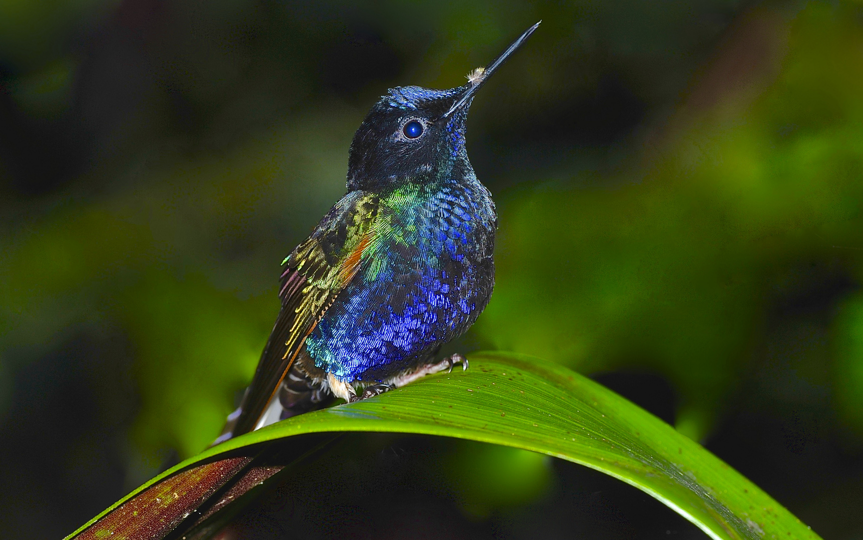 Colibri aus dem Nebelwald von Ecuador