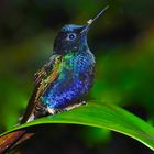 Colibri aus dem Nebelwald von Ecuador