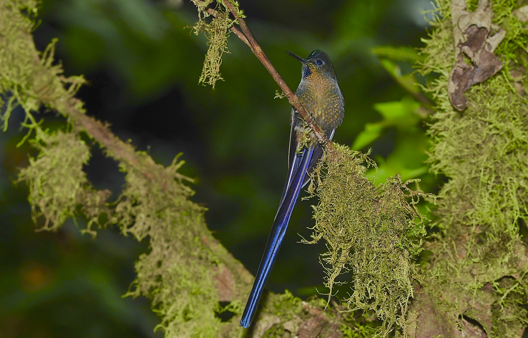 Colibri aus dem Nebelwald von Ecuador