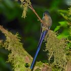 Colibri aus dem Nebelwald von Ecuador