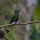 Colibri aus dem Nebelwald von Ecuador