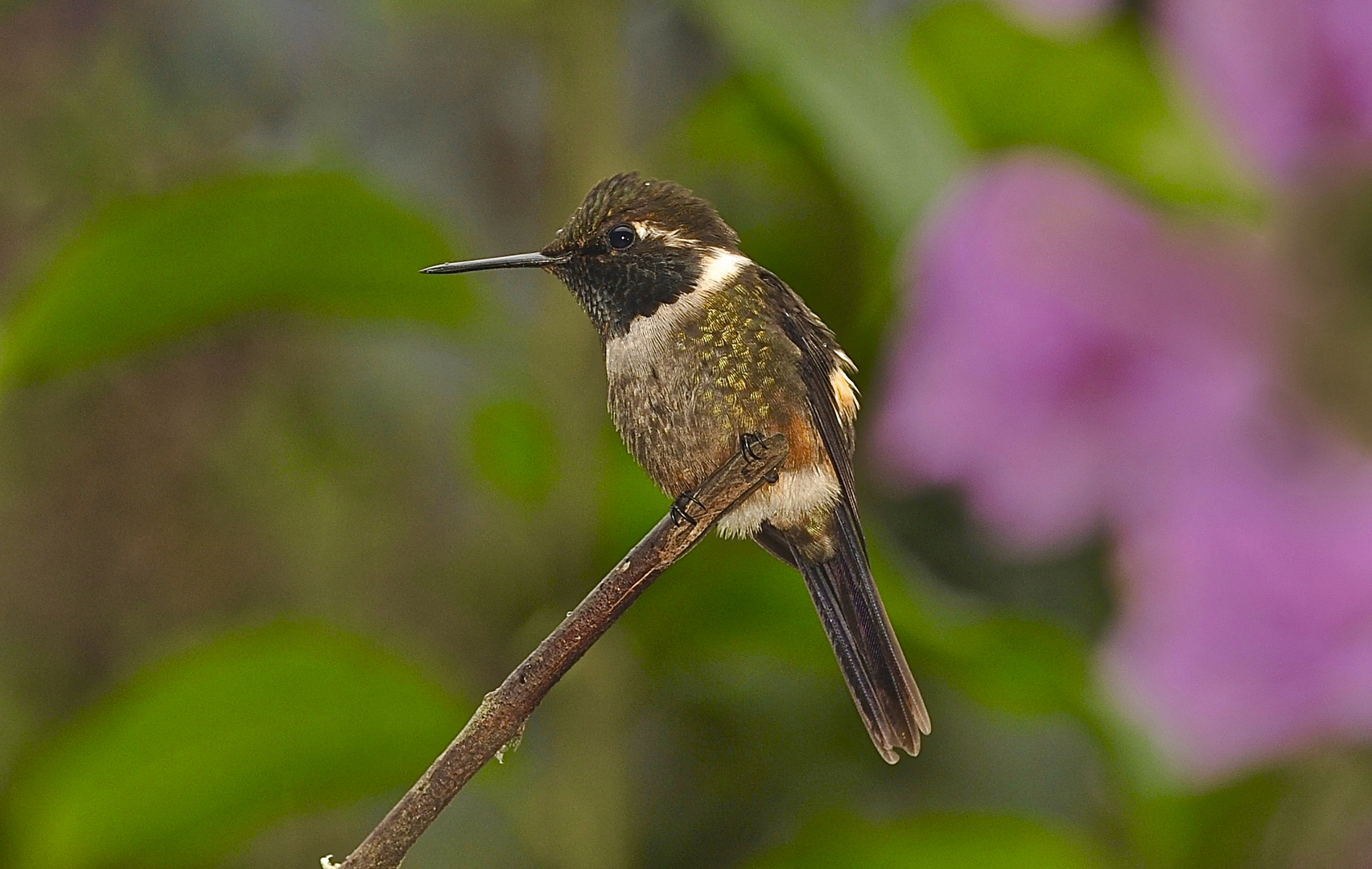 Colibri aus dem Nebelwald von Ecuador