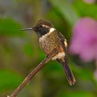 Colibri aus dem Nebelwald von Ecuador