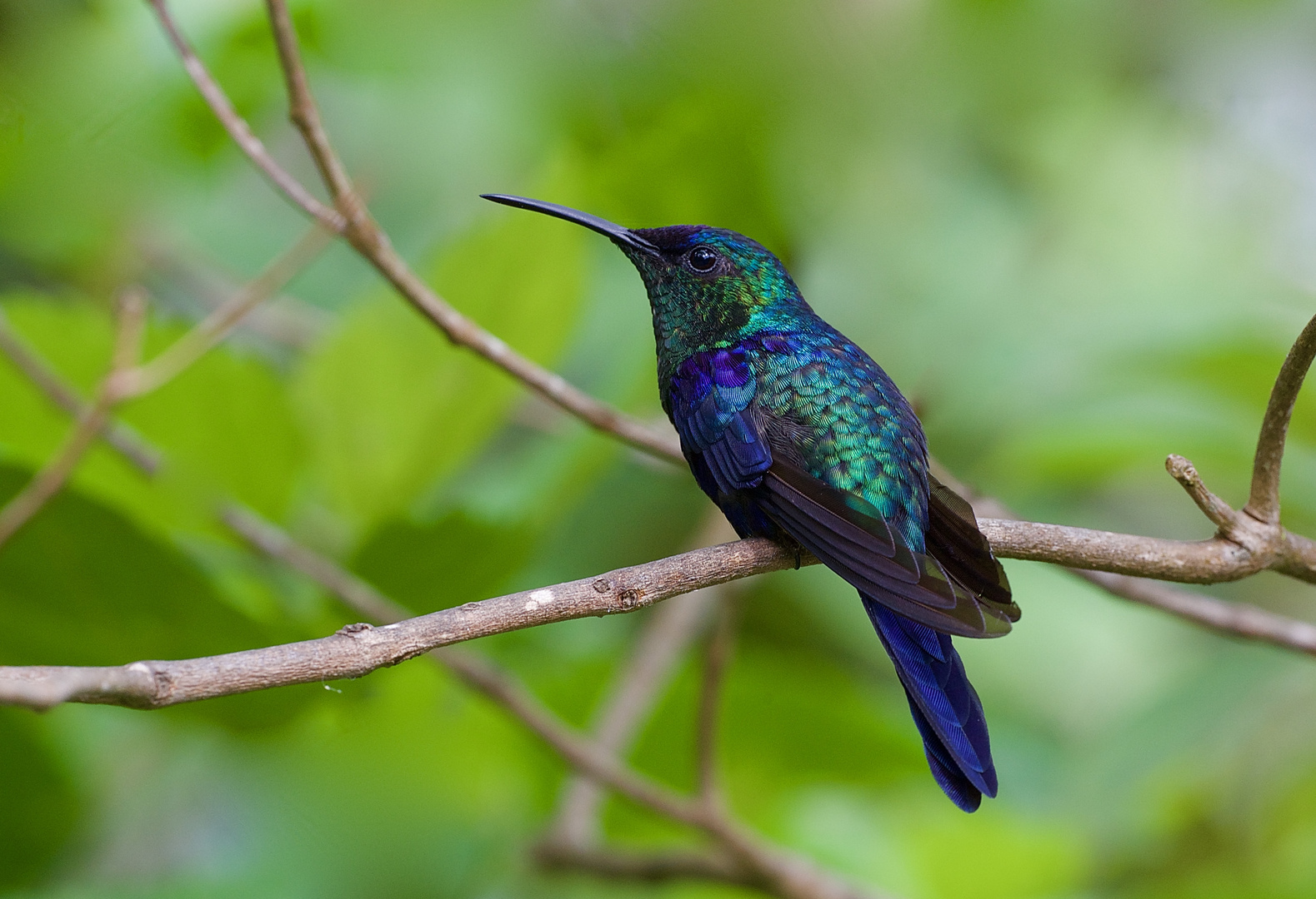 Colibri aus dem Nebelwald von Kolumbien