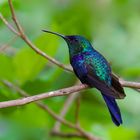 Colibri aus dem Nebelwald von Kolumbien