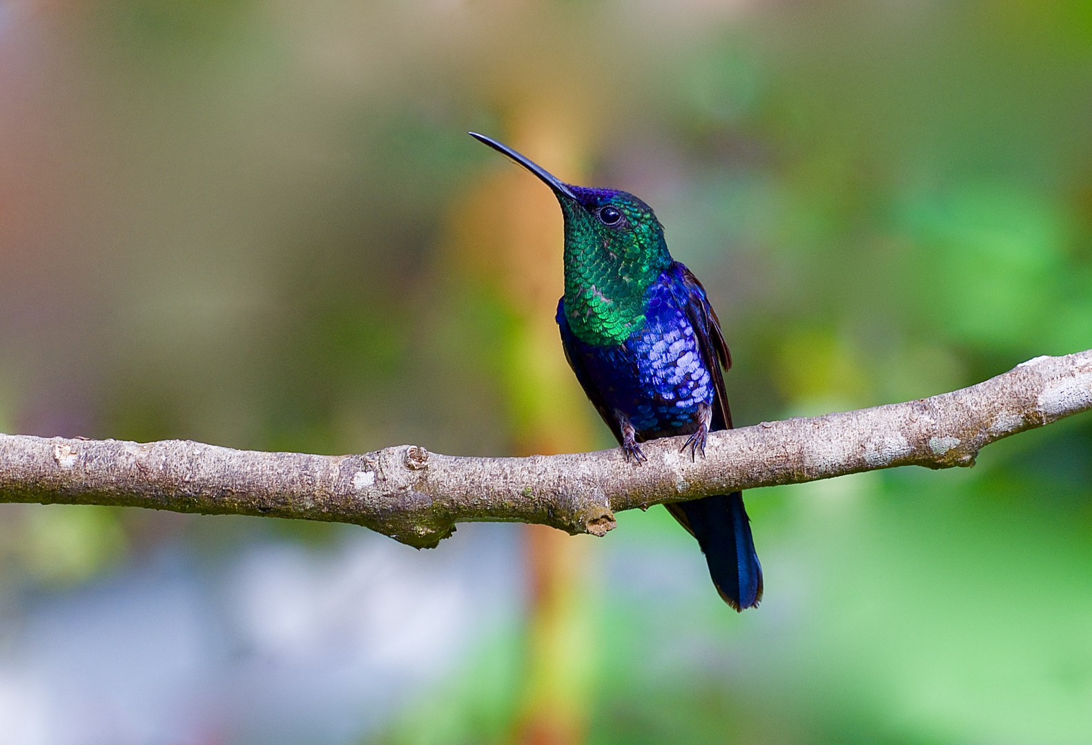 Colibri aus dem Nebelwald von Kolumbien