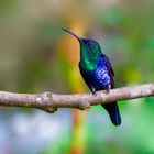 Colibri aus dem Nebelwald von Kolumbien