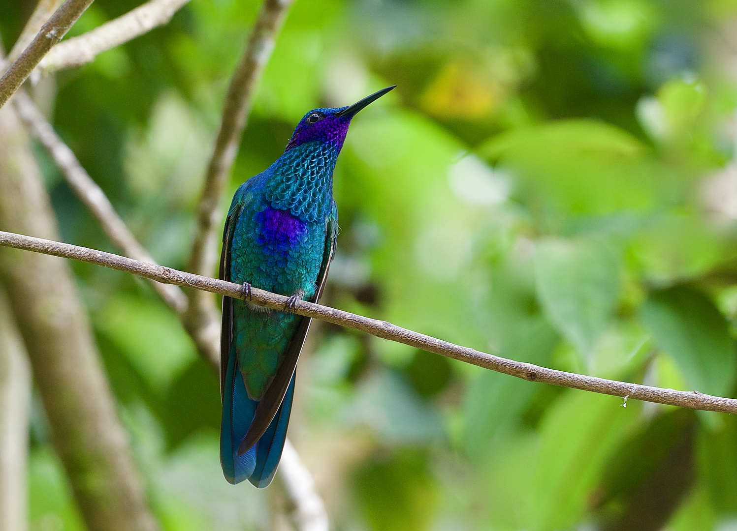 Colibri aus dem Nebelwald von Kolumbien