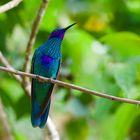 Colibri aus dem Nebelwald von Kolumbien