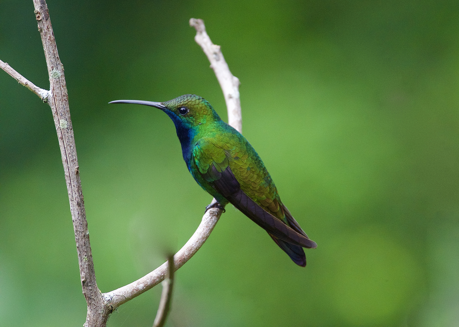 Colibri aus dem Nebelwald von Kolumbien