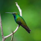 Colibri aus dem Nebelwald von Kolumbien