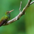 Colibri aus dem Nebelwald von Kolumbien