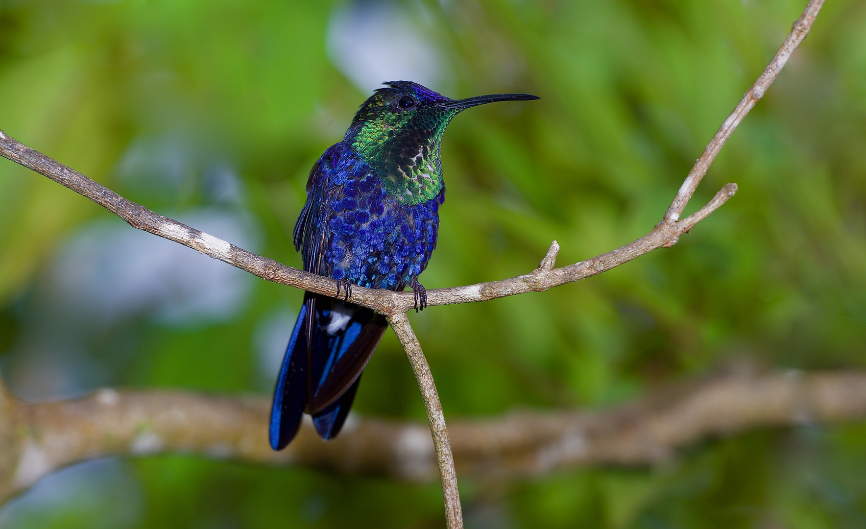 Colibri aus dem Nebelwald von Kolumbien