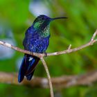 Colibri aus dem Nebelwald von Kolumbien