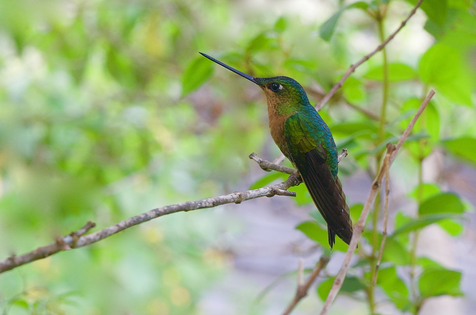 Colibri aus dem Nebelwald von Kolumbien 