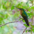 Colibri aus dem Nebelwald von Kolumbien 