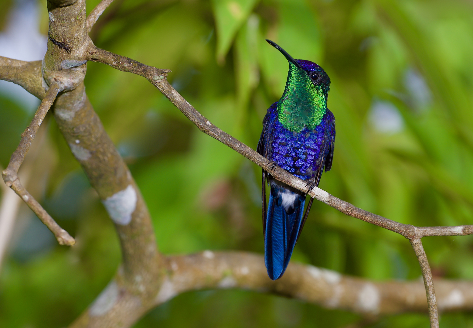 Colibri aus dem Nebelwald von Kolumbien