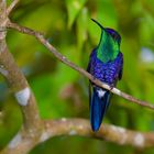 Colibri aus dem Nebelwald von Kolumbien