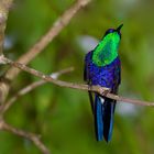 Colibri aus dem Nebelwald von Kolumbien