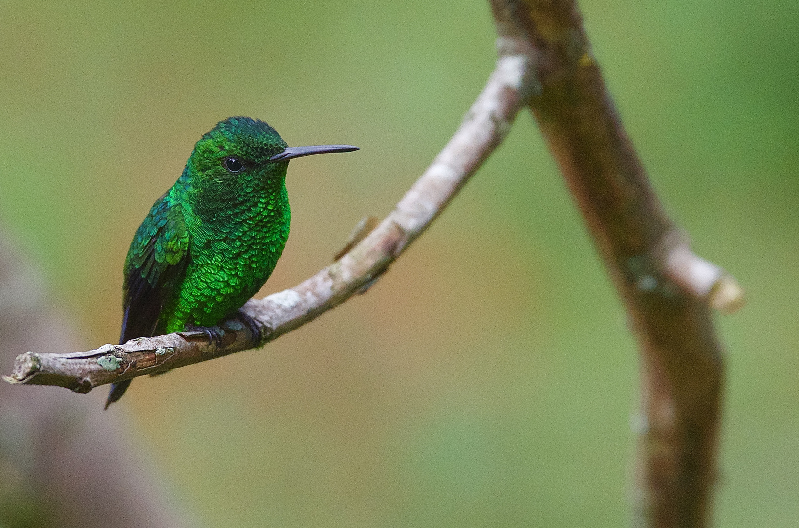 Colibri aus dem Nebelwald von Kolumbien