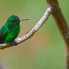 Colibri aus dem Nebelwald von Kolumbien