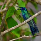 Colibri aus dem Nebelwald von Kolumbien