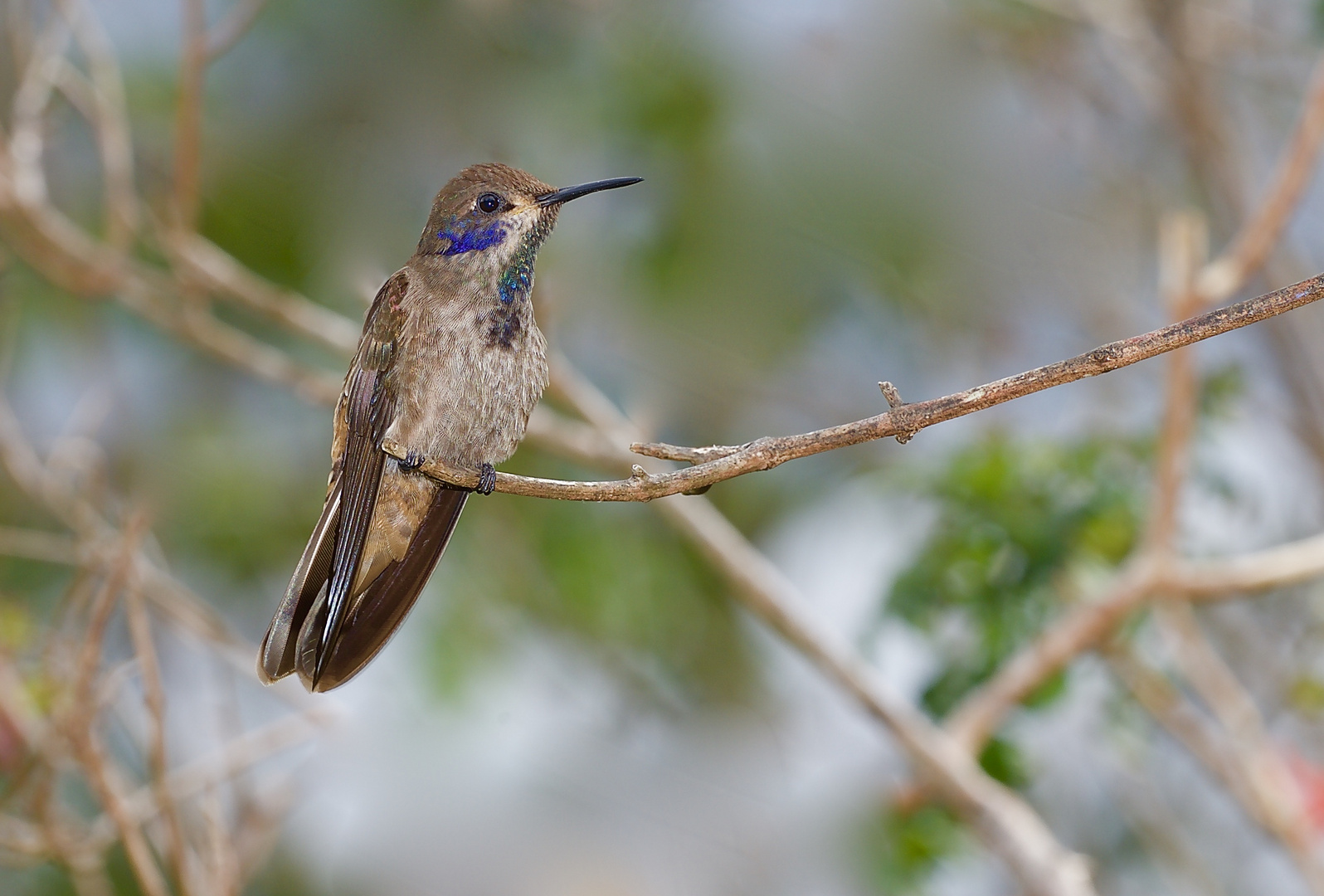 Colibri aus dem Nebelwald von Panama