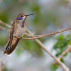 Colibri aus dem Nebelwald von Panama