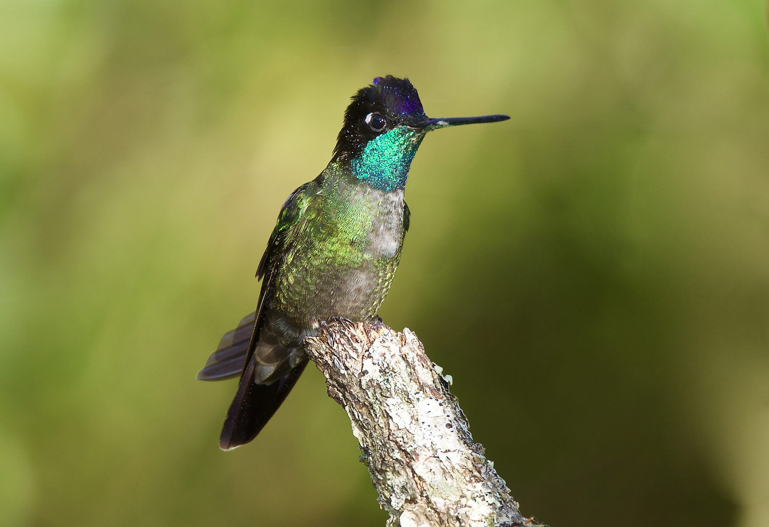 Colibri aus dem Nebelwald von Panama