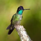 Colibri aus dem Nebelwald von Panama