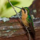 Colibri aus dem Nebelwald von Panama