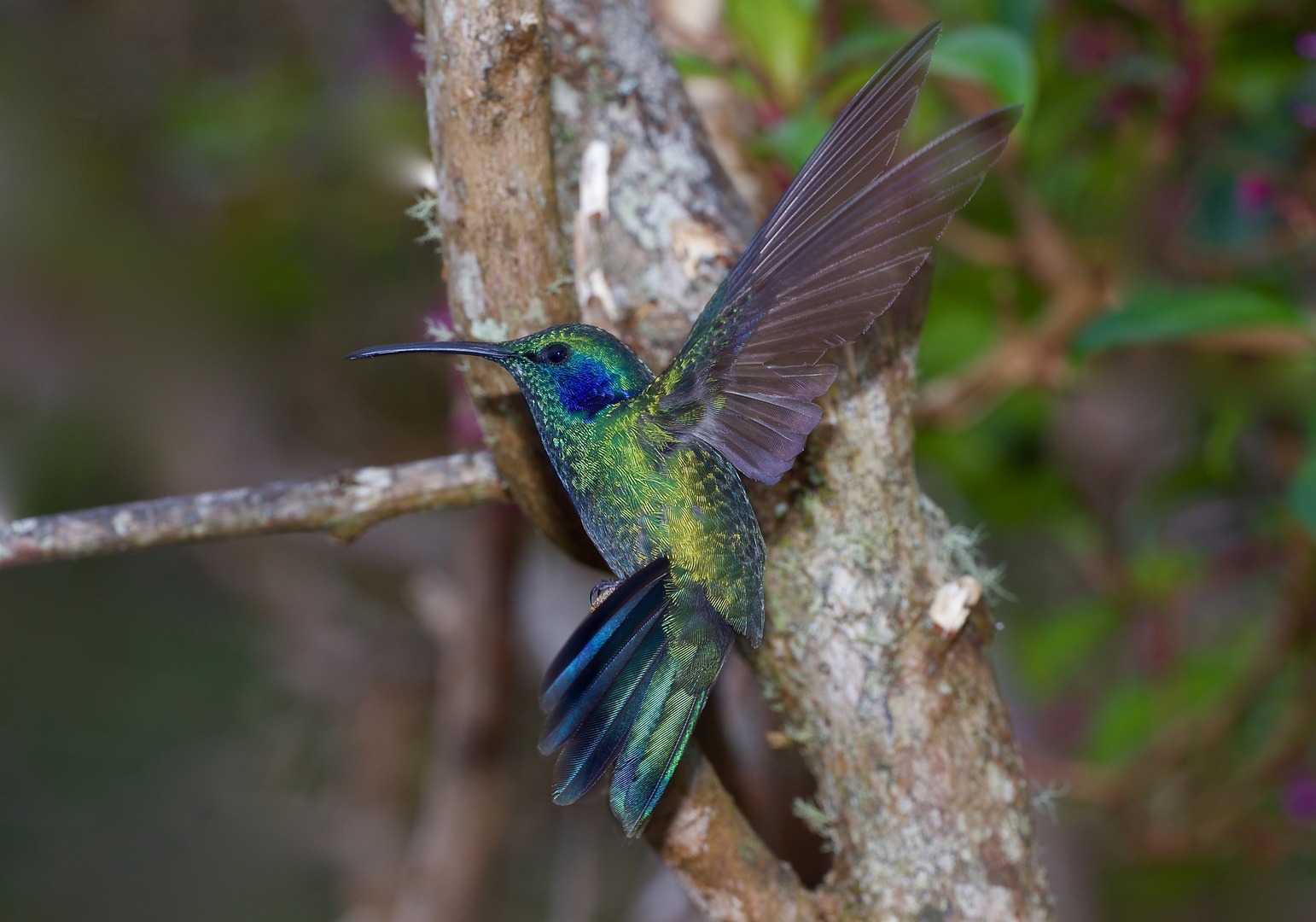 Colibri aus dem Nebelwald von Panama