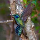 Colibri aus dem Nebelwald von Panama