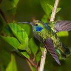 Colibri aus dem Nebelwald von Panama