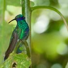 Colibri aus  dem  Nebelwald von Peru