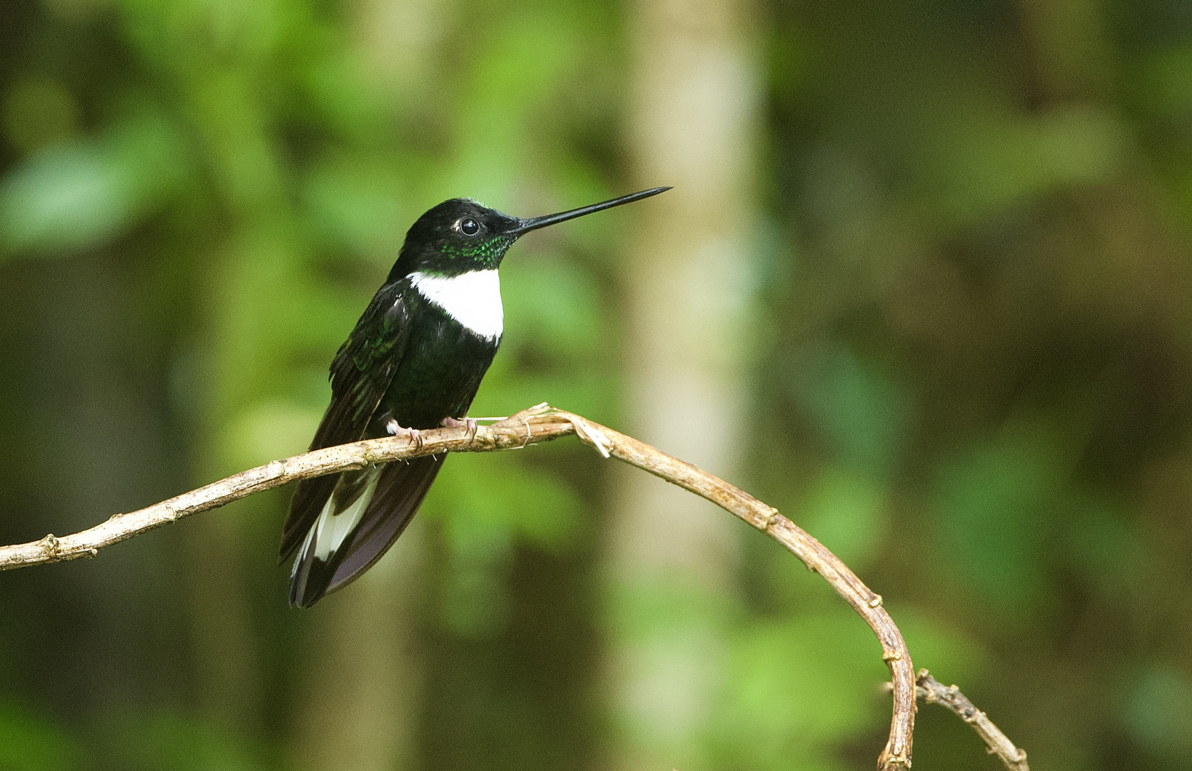 Colibri aus  dem  Nebelwald von Peru