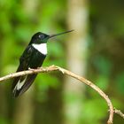 Colibri aus  dem  Nebelwald von Peru