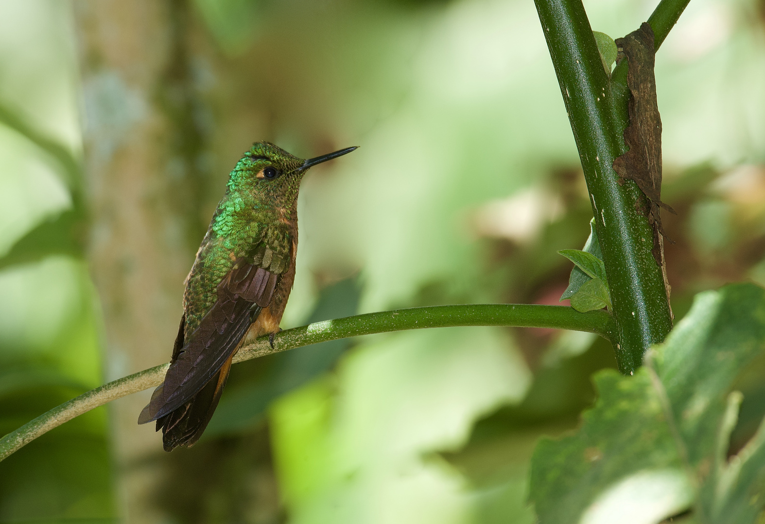 Colibri aus dem Nebelwald von Peru 