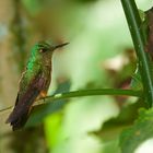 Colibri aus dem Nebelwald von Peru 